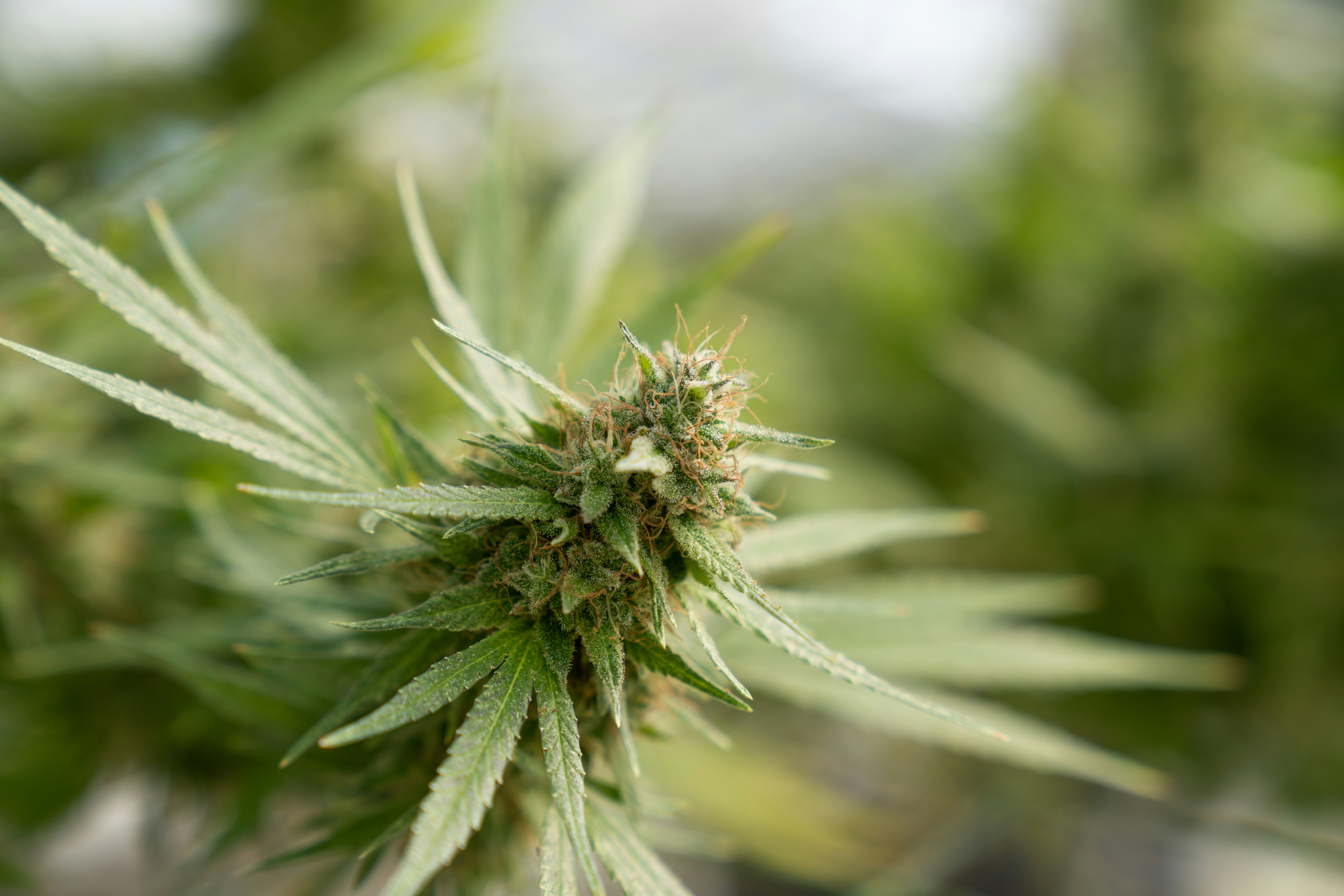 Similar Sativa-Dominant Strains
