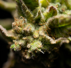 Marijuana flower macro with green and orange tones