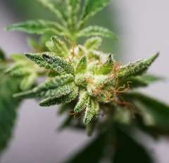 Cannabis flower buds covered in frosty crystal trichomes
