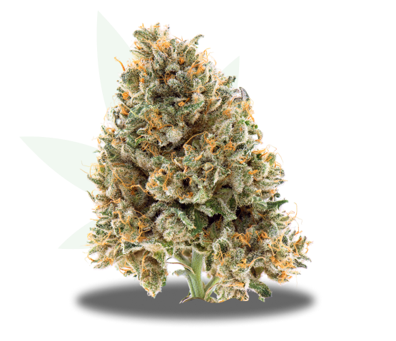 Commando Strain