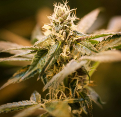 Cannabis flower macro with crystal-coated green buds