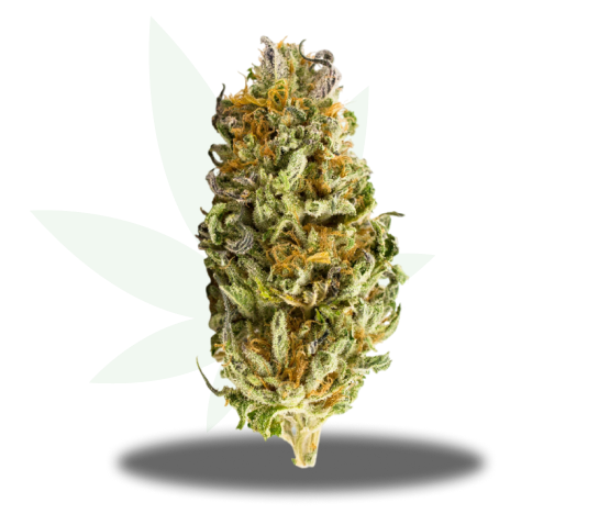 Gold Dropz Strain