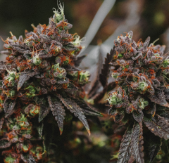 Grape Fritter cannabis strain product pack by Garcia