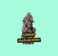 Cannabis flower with Lemon Maraschino label