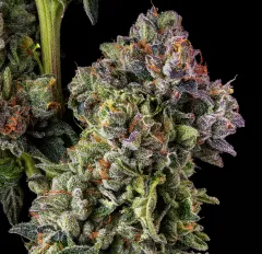 Cannabis flower with frosty crystal coverage