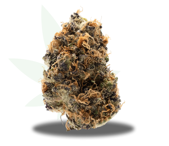 Lemon Maraschino Strain