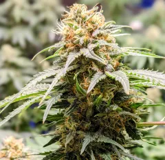Marijuana flower macro with sparkling crystal trichomes