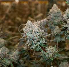 Marijuana flower image with blurred background