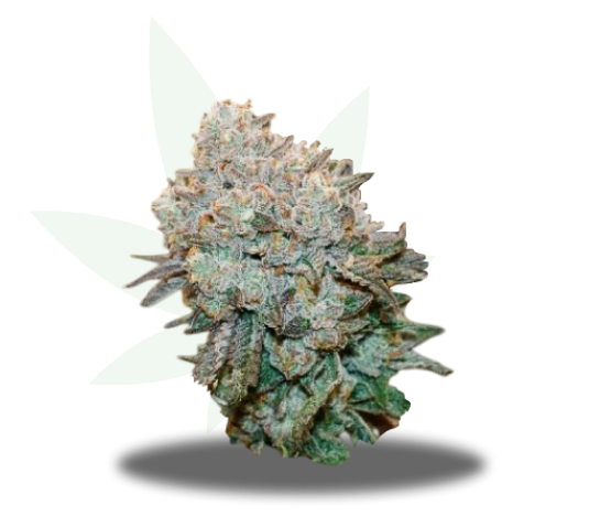 10Gs Strain