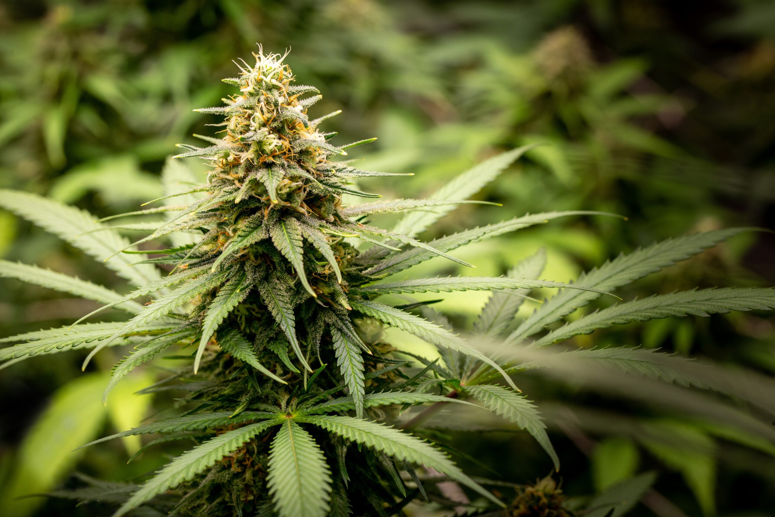 Similar Strains of Commando