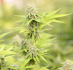 Cannabis plant with mature buds growing outdoors