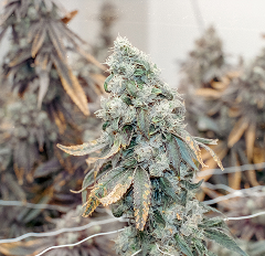 Coffin Flop cannabis strain packaging