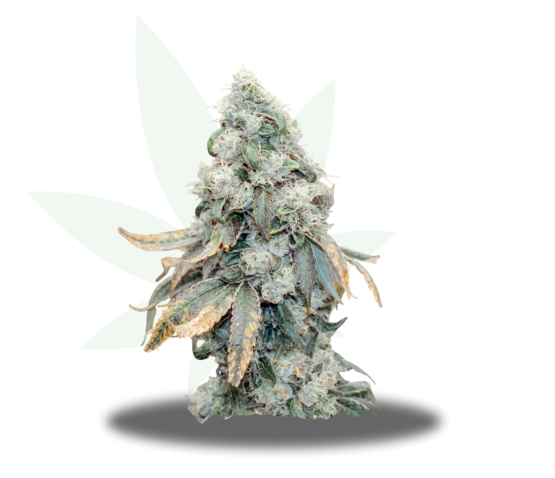 Coffin Flop Strain