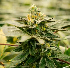 Marijuana plant growing in a sunlit field