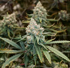 Flowering plant with bright bloom and green leaves