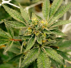Close-up of cannabis plant
