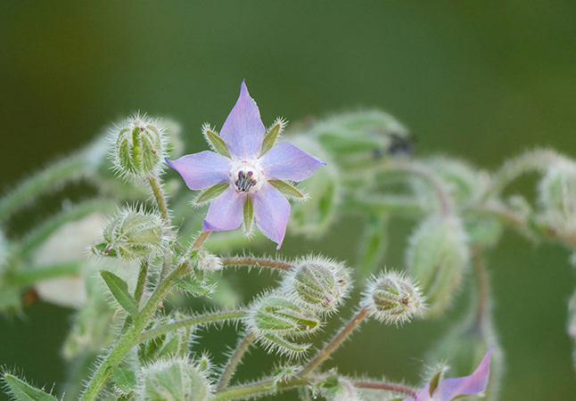 A delicate purple star shaped flower blooms