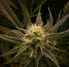 Curacao Strain