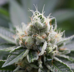 Highland OG
