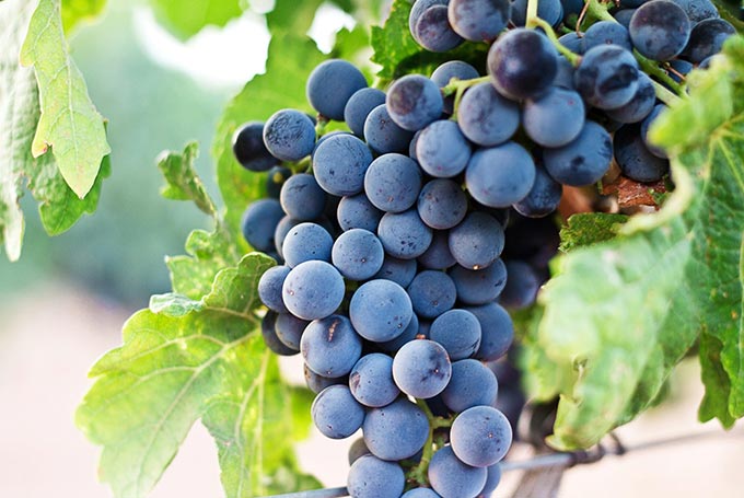 A close-up of ripe grapes hanging on the vine, showcasing their deep purple color and lush green leaves.
